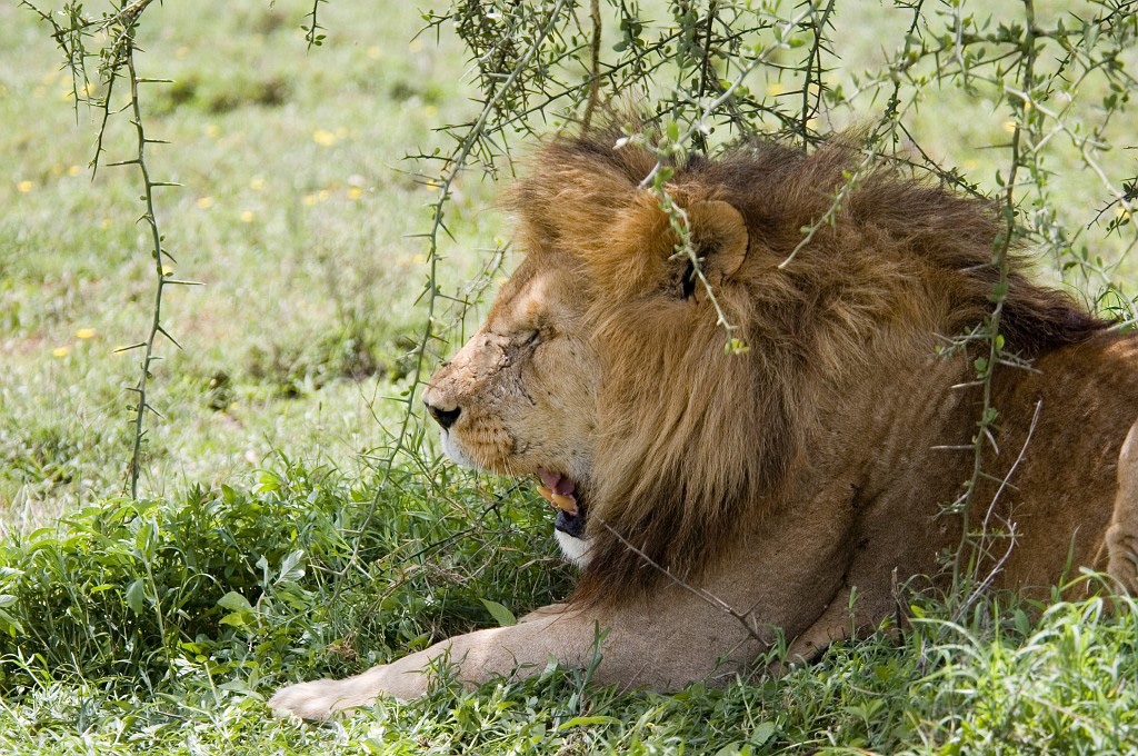 Ndutu Love han01.jpg - Lion (Panthera leo), Tanzania March 2006